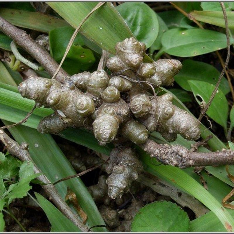 野生腾三七球苗新鲜爬腾三七植物盆栽庭院根茎绿植 野生腾三七10个实