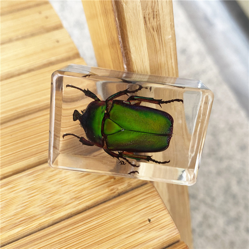 艾薇新款手工滴胶树脂昆虫书镇 透明琥珀昆虫标本旅游景区 毛蜘蛛