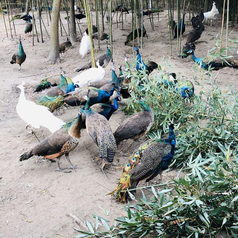 孔雀活體苗 白孔雀 觀賞鳥 孔雀幼崽 寵物鳥 全國發貨 六個月1只(公母