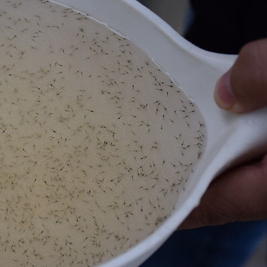 南美白对虾苗批发淡水养殖幼体苗大头虾苗虾开口饲料南美白对虾苗