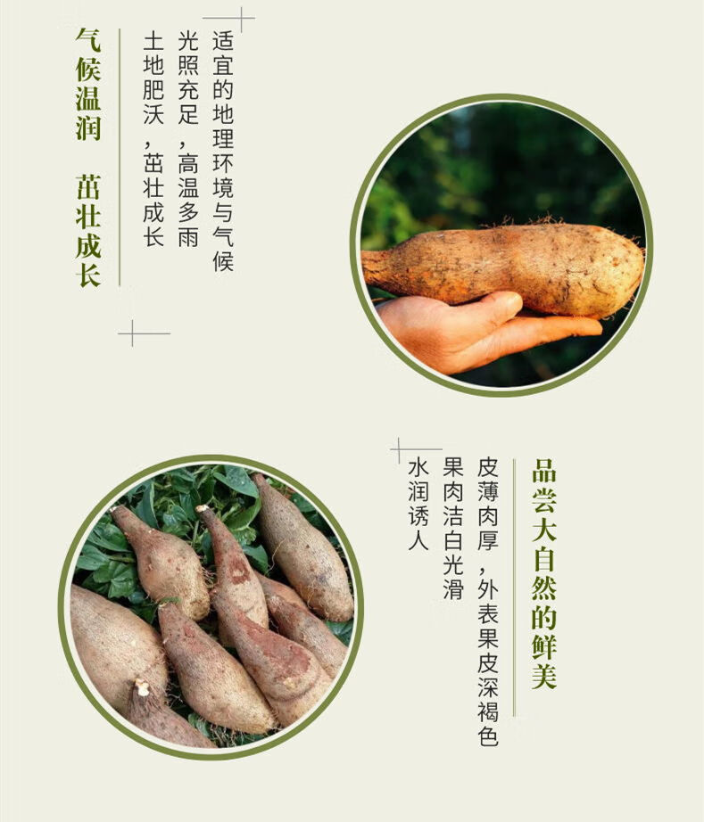 云南秤砣山药林芝山药香甜软糯新鲜现挖整箱秤砣山药3斤装26斤31斤