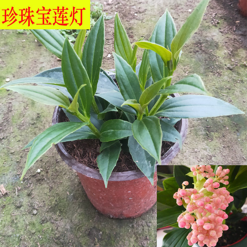 珍珠宝莲灯-小盆【图片 价格 品牌 报价】-京东