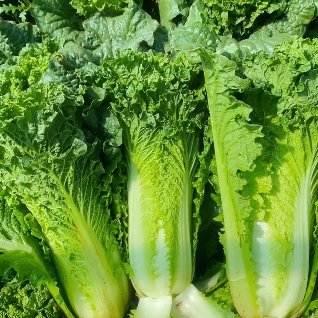 云南高山青麻叶大白菜秋绿白菜竹筒白菜津绿白菜二青白菜新鲜现摘 青