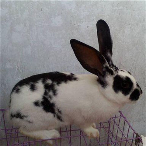 成年种兔孕兔子活体新西兰比利时花巨兔八点黑大型肉兔健康可繁殖孕兔