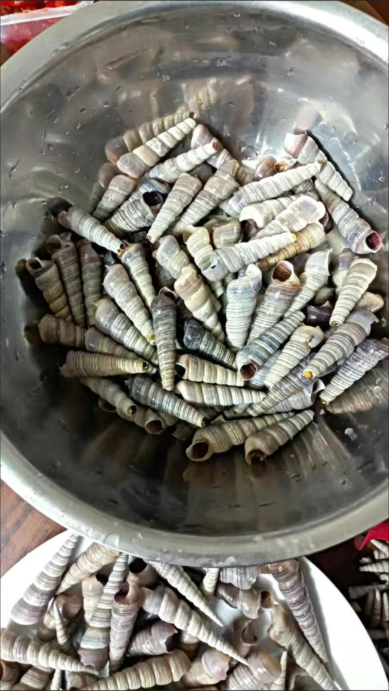 湾钰蜜钉螺新鲜钉螺螺丝超大新鲜钉螺冷冻长尾螺海锥烧烤泥螺海鲜去尾