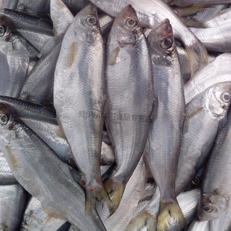 新鲜白鳞鱼海捕鳓鱼鲜活速冻曹白鱼白鳓鱼鲞鱼快鱼3斤每条约1斤