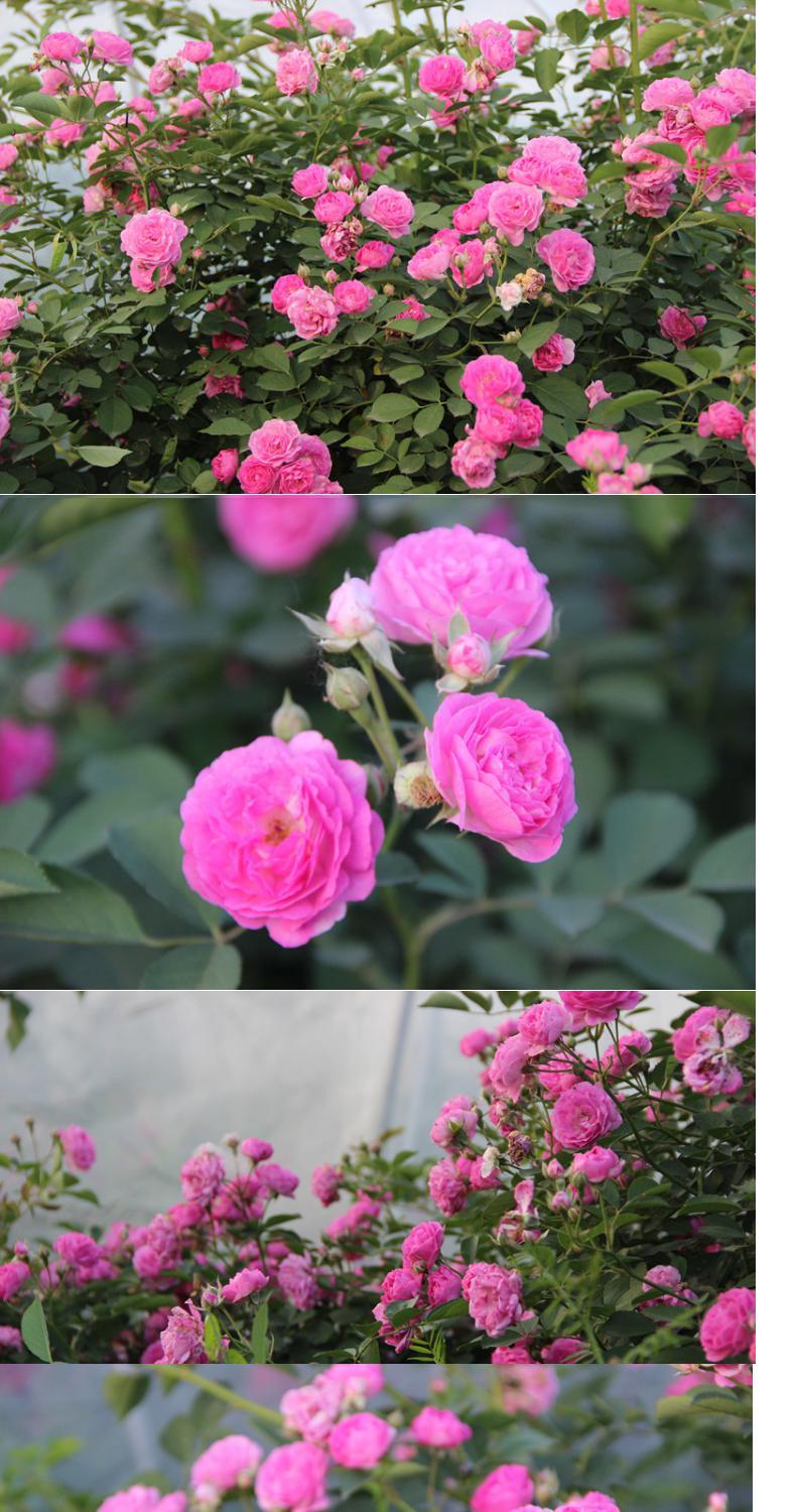 十姐妹:蔷薇花  中国古老经典藤本月季 粉色多花单季~春季盛开,相对七