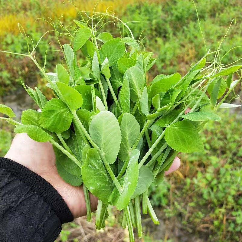 四川豌豆尖新鲜蔬菜嫩豌豆苗农家当季绿叶时令火锅小菜现摘速发 1000