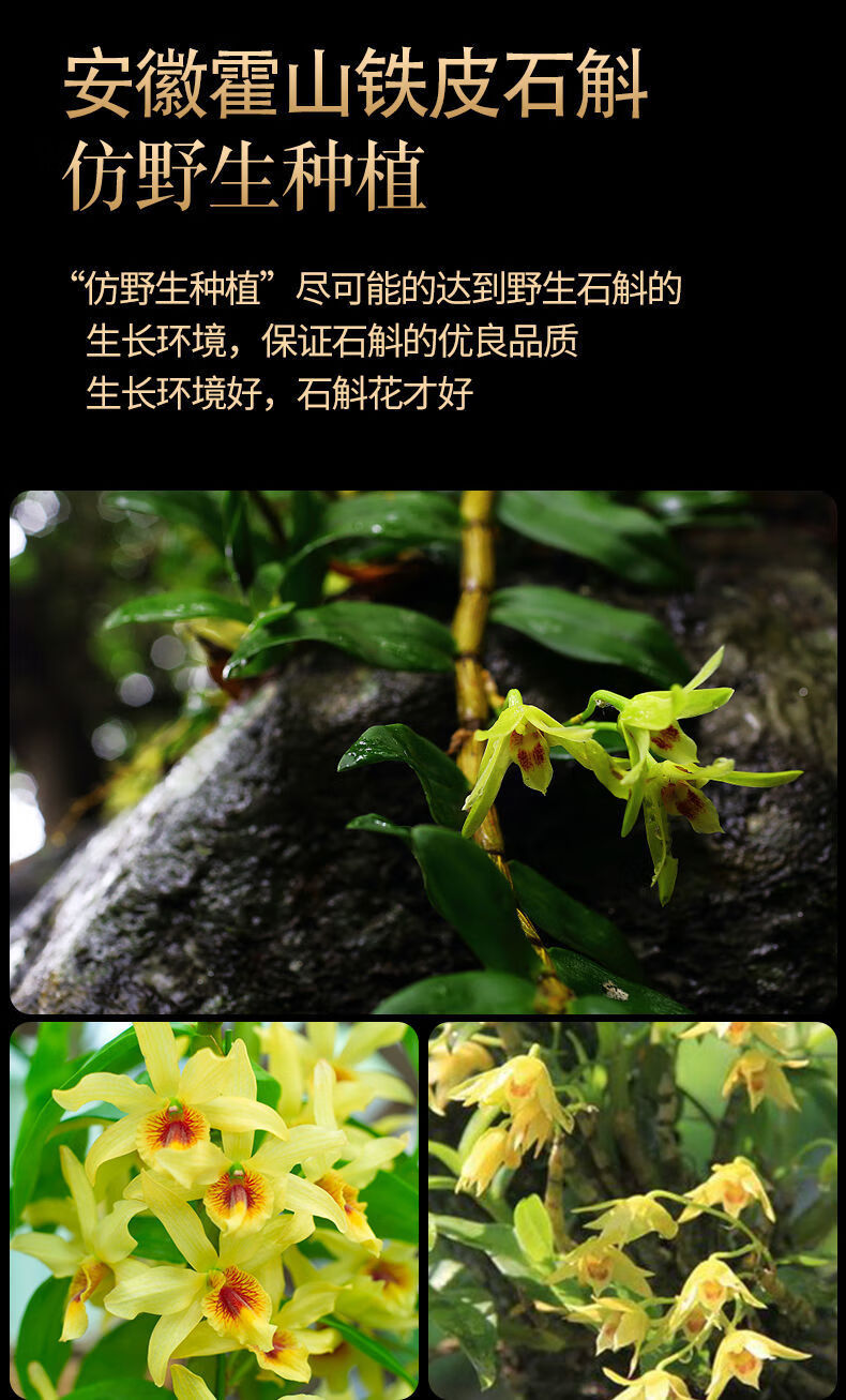 霍山石斛花干花正宗特级5年仿野生铁皮枫斗米斛石斛熬夜养生花茶罐装