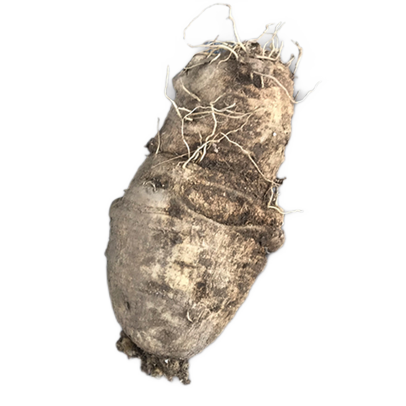 山海螺四叶参下奶参羊乳参500克新鲜现挖大个生长五年以上 普启堂