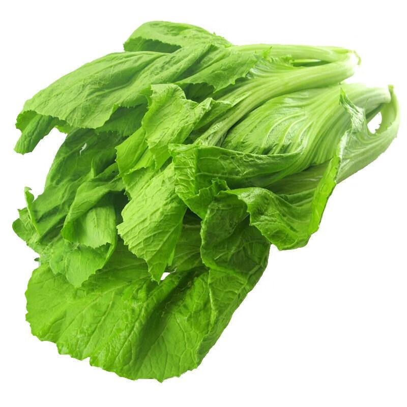 调 新鲜蔬菜青菜芥菜贵州现摘当季包心芥菜大叶青菜宽邦青菜整颗苦菜
