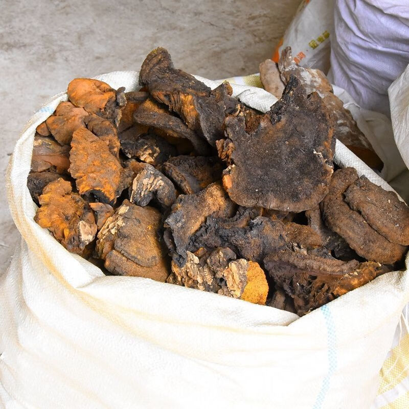 竺芝堂 粗毛纤孔菌粗毛黄褐孔菌非长白山粗毛褐孔菌槐蘑干品 野生粗毛