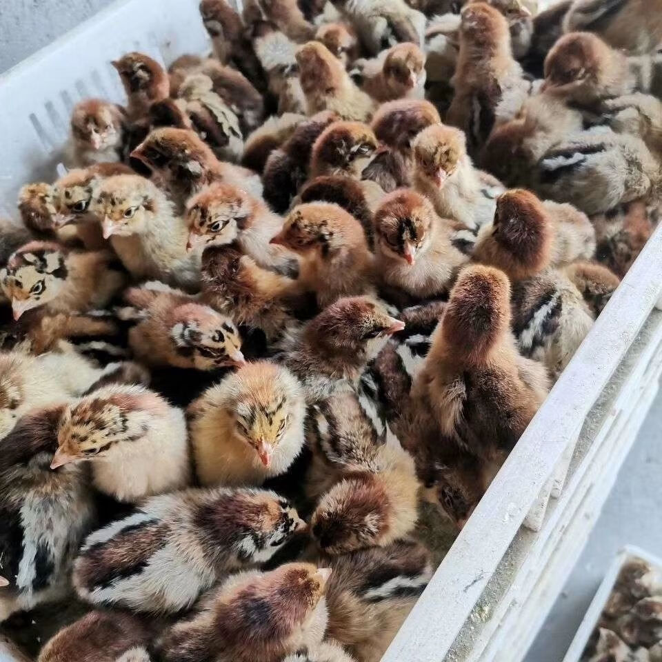 京选推荐新品五黑鸡苗下绿色鸡蛋土鸡草鸡打疫苗到家买102红毛鸡苗五