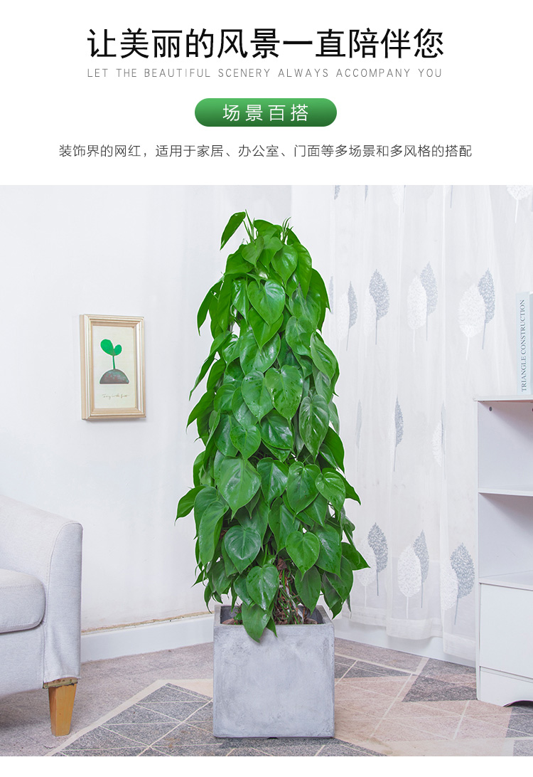心叶藤盆栽室内树苗办公室大型植物茎空气除甲醛大叶