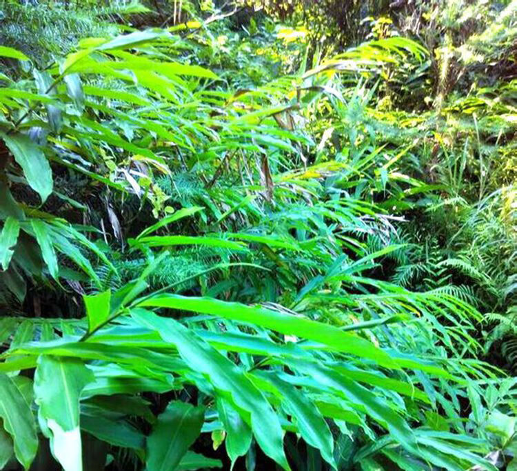 伟博春砂仁根2斤装新鲜正宗阳春特产现挖春砂仁根春砂仁头砂仁苗 1kg