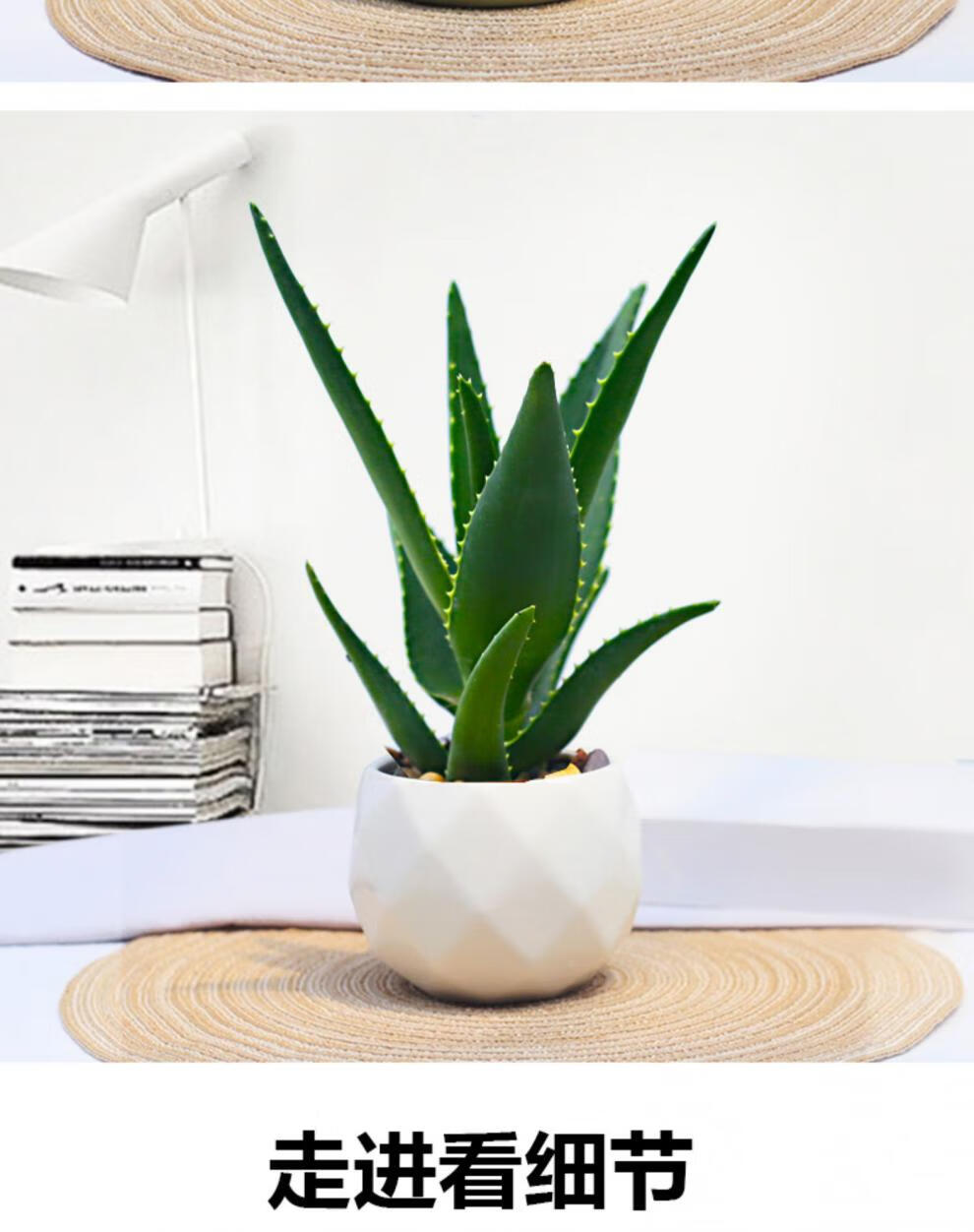 芦荟盆栽美容可食用室内植物办公室防吸好养绿植字母粉瓷盆美人芦荟带