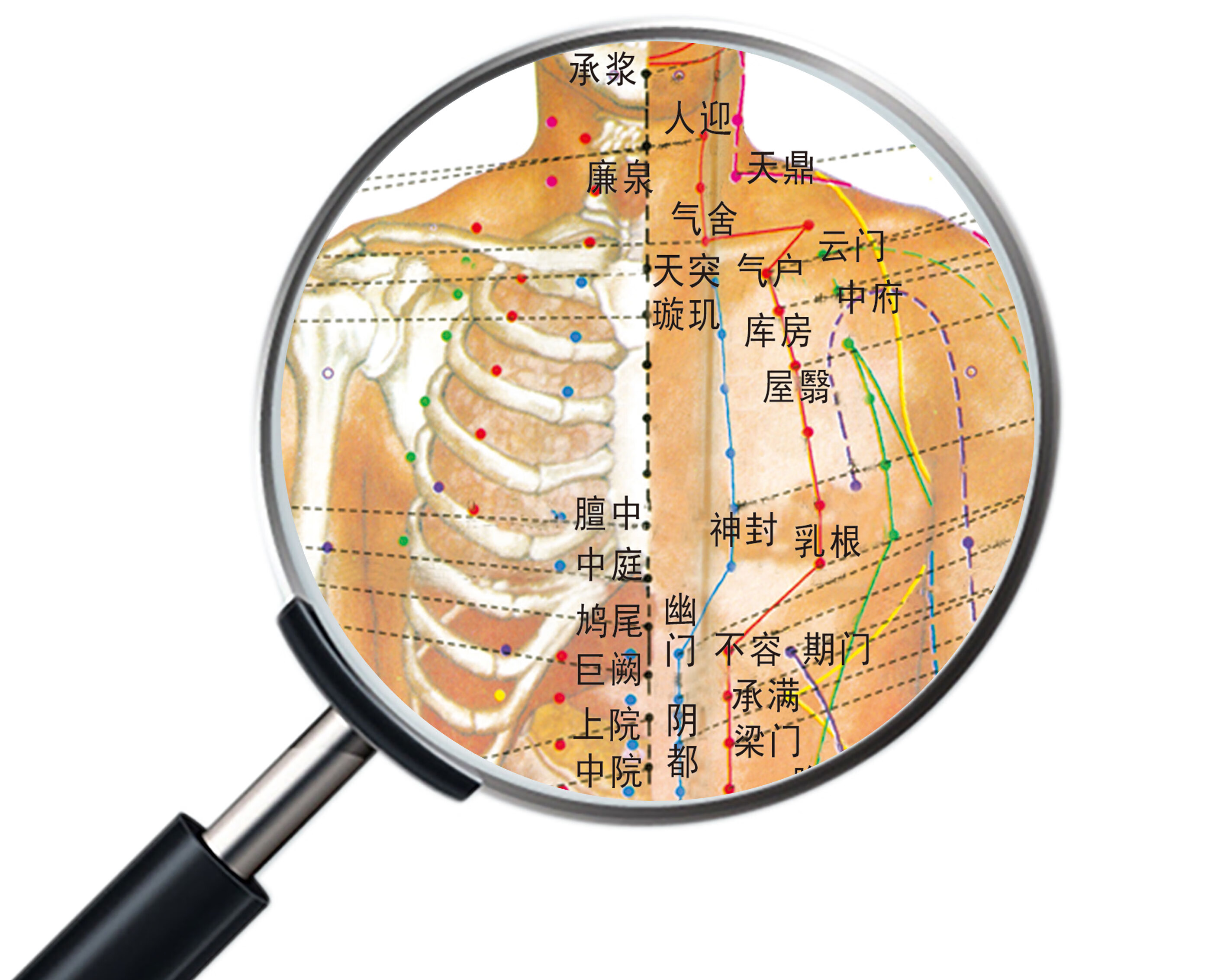 可放大的12经络图图解图片