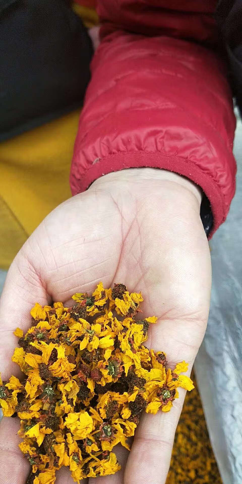 新疆新货野生昆仑雪菊胎菊特级血压血糖血脂红茶天山血菊500g红菊