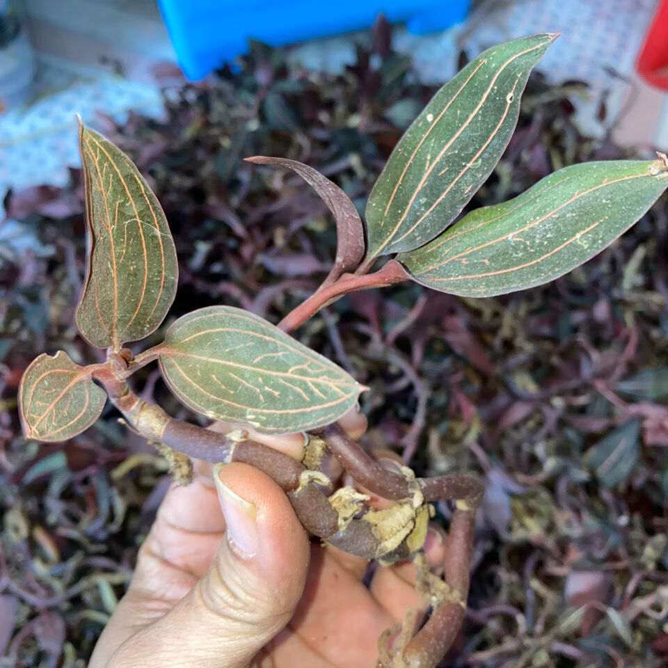 海南石蚕金线莲叶兰山朱邦金草500g500g