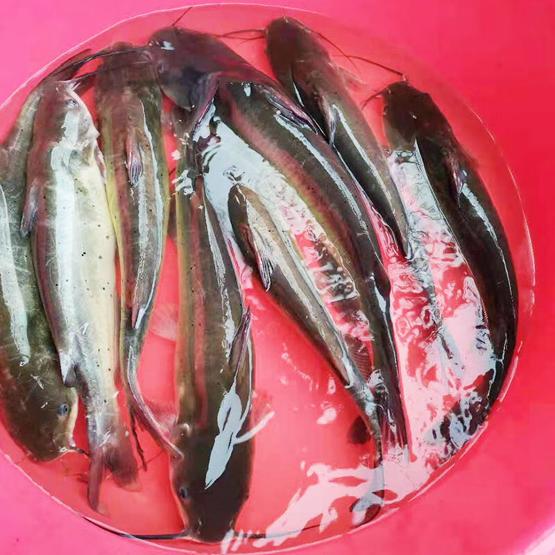 猫扑鱼鮰鱼微山湖野生淡水鱼类 整鱼杀剁块 【净膛】净重1.