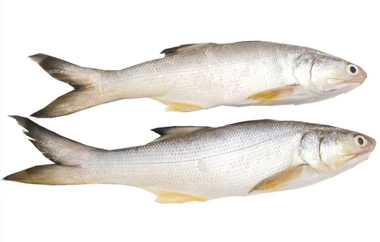 海捕午鱼马友鱼6斤深海水产新鲜急冻午笋鱼肉质鲜美细嫩05斤5斤47条