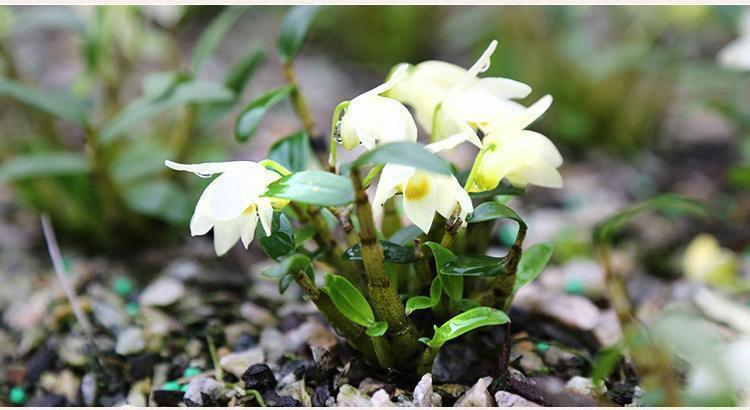 秄花斛防伪大粒秄花槲子花斛籽花斛 【秄花斛】20克送枸杞【图片 价格