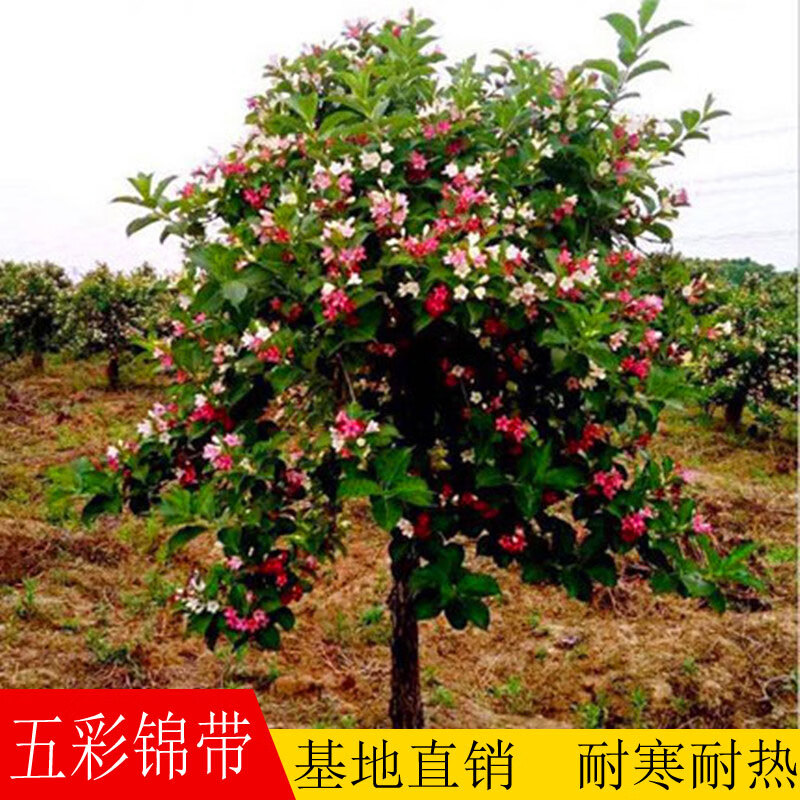 盆栽樹苗四季植物紅王子錦帶花苗帶花樹狀五彩錦帶35公分10cm含19cm含