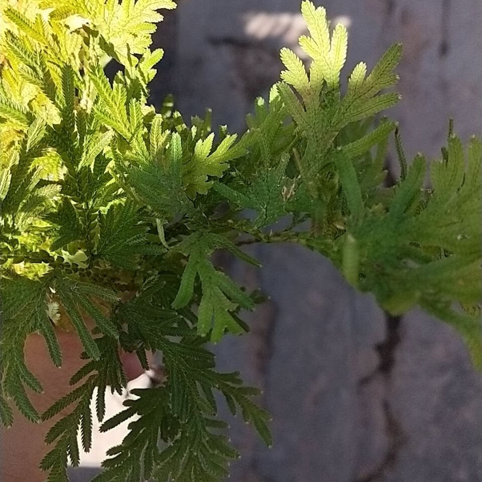 伟博伟博石上柏新鲜干货石柏江南卷柏深绿卷柏中药材龙鳞草金龙草500g