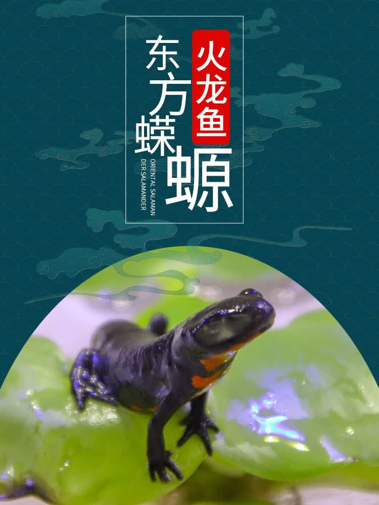 小火龙鱼活体冷水鱼清道夫观赏鱼小型鱼鱼缸清洁淡水宠物 适婚期六角