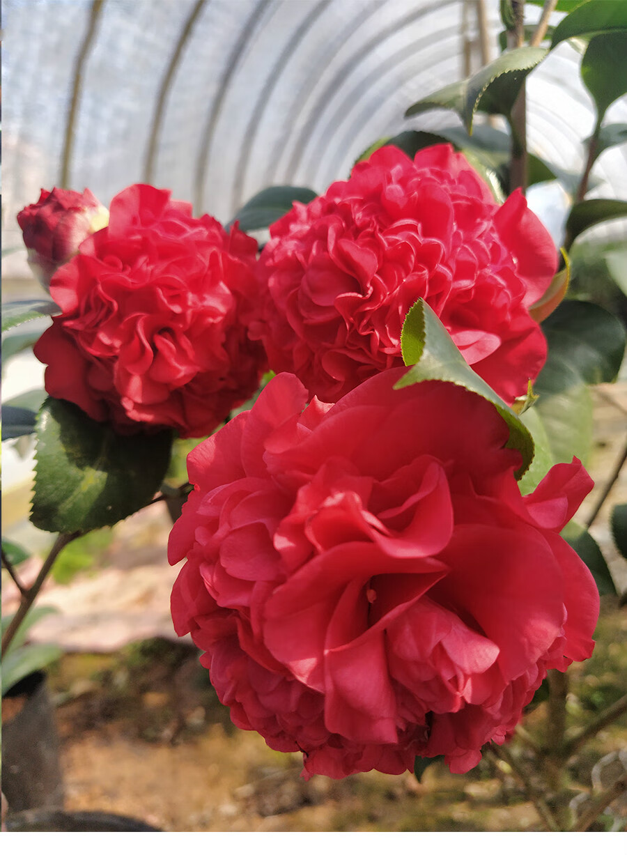 进口品种球形名贵大牡丹 火瀑布山茶花树苗盆栽 带花苞托桂型花卉盆景