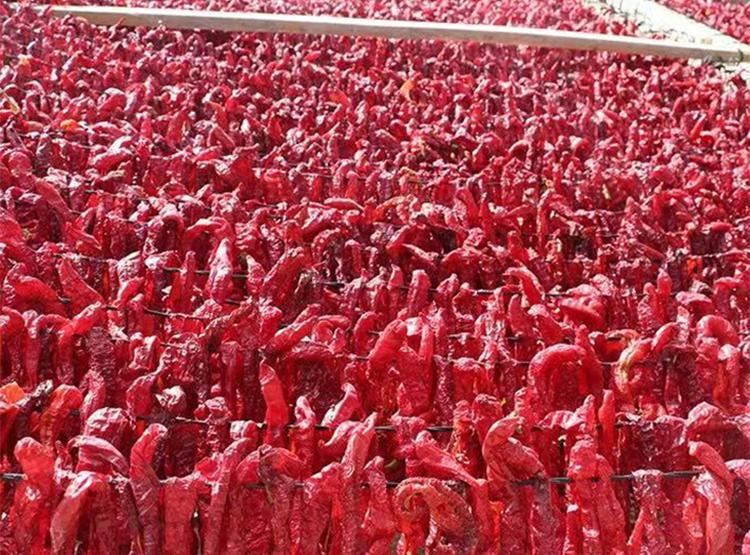 盛京印象 坤三塘湖辣椒干辣皮子 大盘鸡拌面辣皮子500g 辣椒干散装