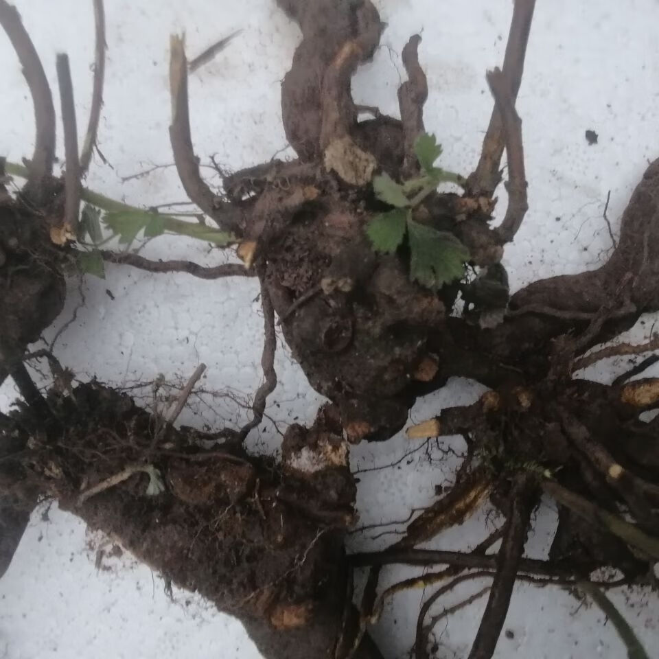 伟博乌泡刺根 新鲜乌泡刺根乌龙摆尾到生根过江龙寒梅乌泡根鲜货 5斤