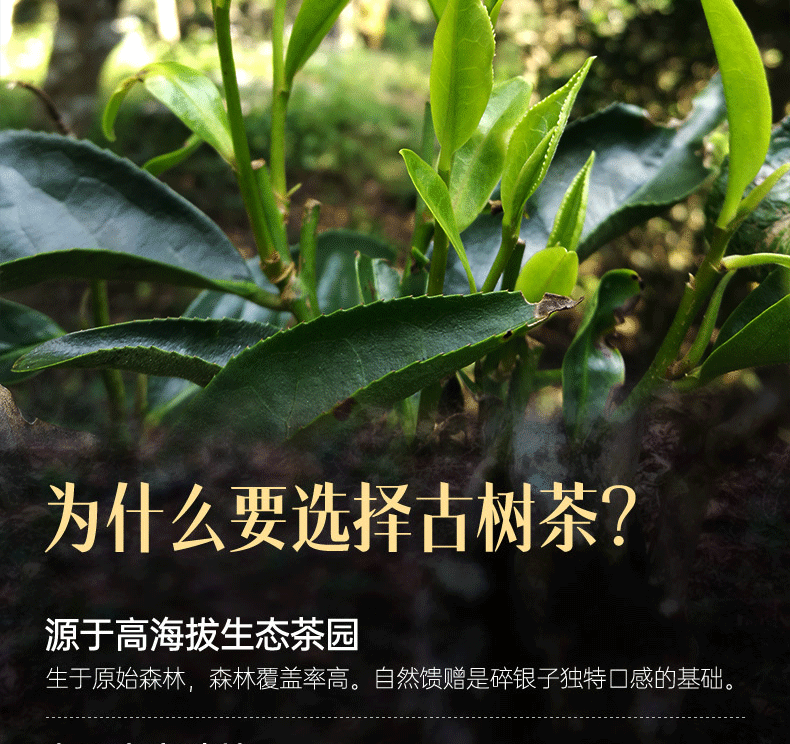 5折碎银子普耳云南古树普耳熟茶糯米香十年茶化石散茶茶叶500g