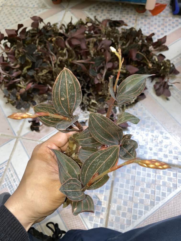 海南石蚕金线莲叶兰山朱邦金草500g500g