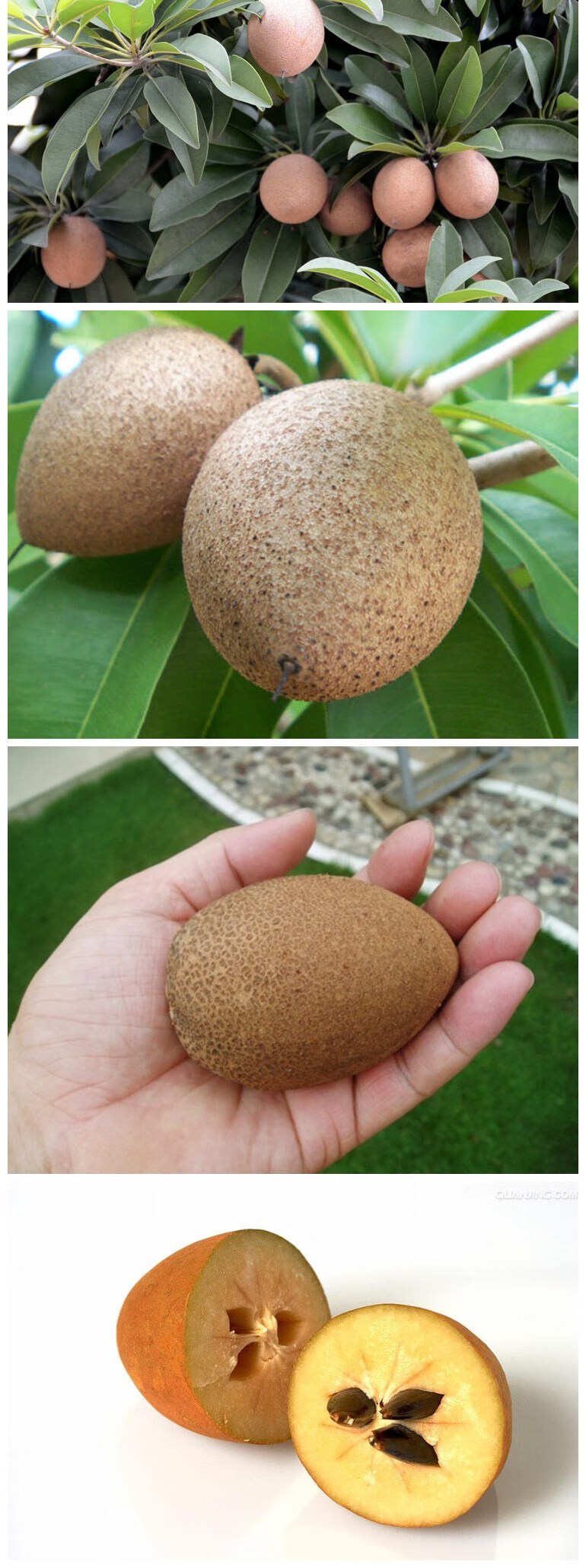 汉柠人心果苗庭院盆栽地栽果树苗水果苗超甜当年挂果人心果树苗南方