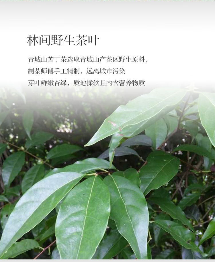 大葉苦丁茶四川青城山苦丁茶磚茶筠連小葉苦丁葉袋泡茶200克苦丁茶