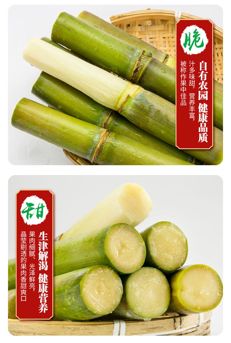 青皮甘蔗新鲜中段应季孕妇水果批发绿皮当季特产非广西黑皮甘蔗优选中