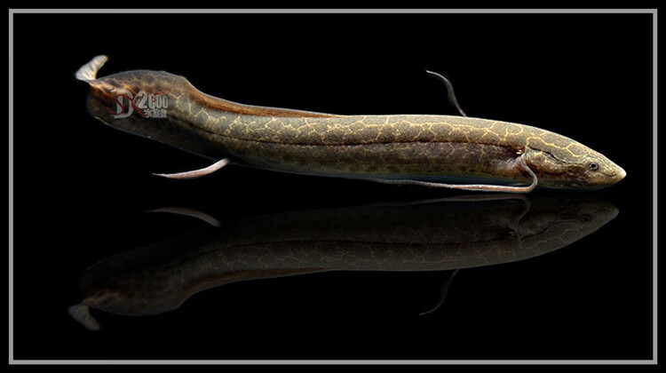 萌萌哒维多利亚肺鱼非洲肺鱼肺鱼星点肺侏儒肺龙虎配鱼观赏鱼活体淡水