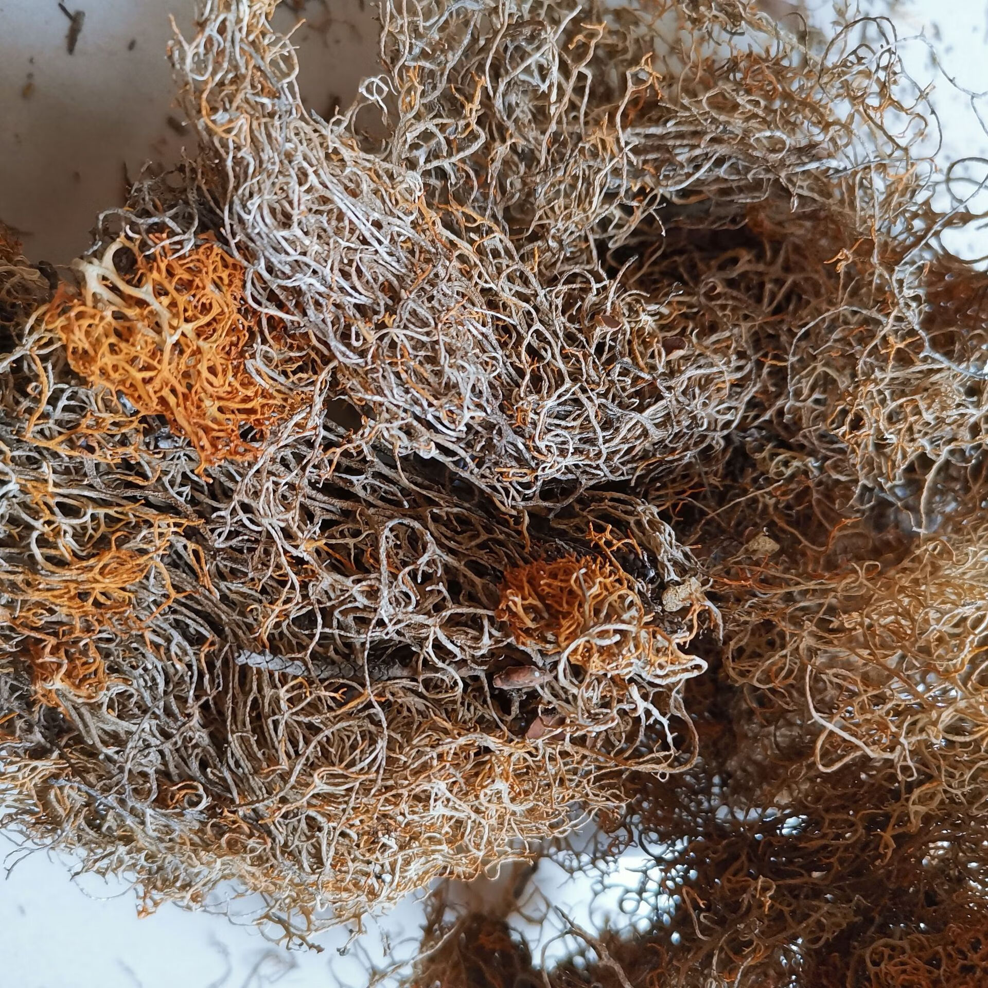 北京同仁堂红雪茶中药材500克 金丝刷金丝茶 鹿心雪茶金刷把 花草茶