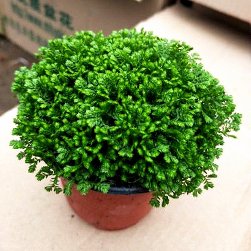 花卉植物室内盆栽花文竹办公桌面阳台小绿植香水居家绿色沙漠玫瑰一盆