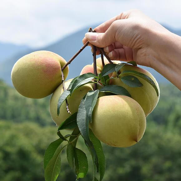 韶关鹰嘴桃新鲜水果广东翁源特产大桃子水蜜桃脆甜大果现摘大果约34个