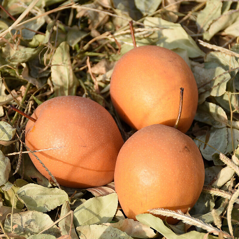 密云山区老树糖梨老糖红梨新鲜红皮甘甜酥脆秋冬宝宝煮水熬水喝 大果 