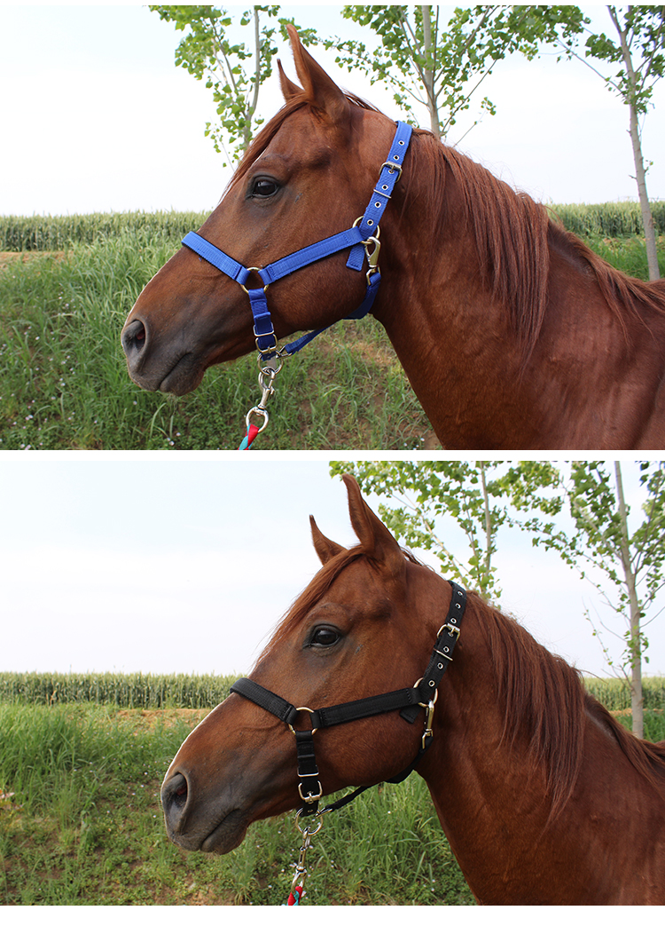 佧森滋马笼头马具全线板笼套马术用品大小矮马龙头红小号肩高11米以下