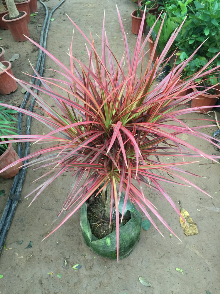 四季好养植物客厅五彩龙血树北欧网红老桩 七彩铁单杆多头高30-40厘米