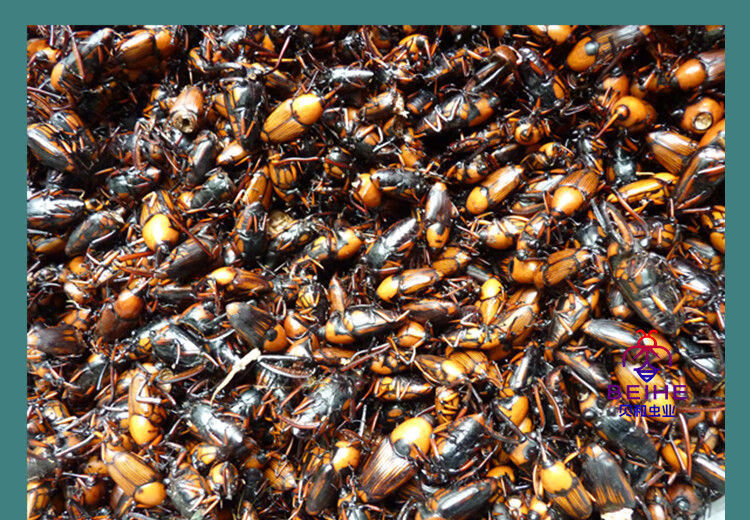 伟博新鲜冷冻竹象虫竹笋虫竹蜂象鼻虫大象虫食用昆虫 一斤新鲜竹象虫