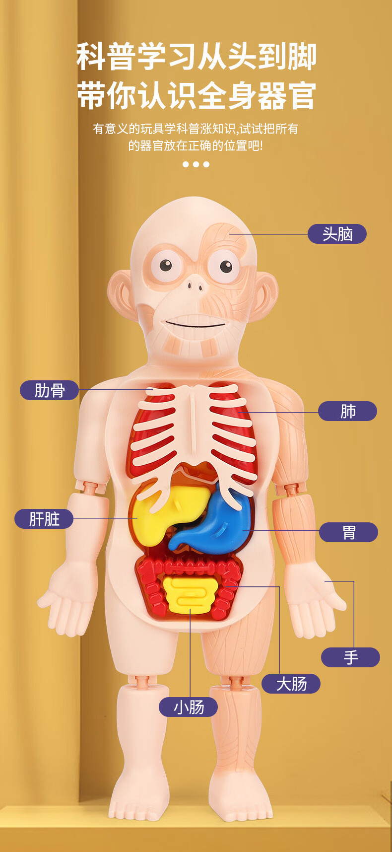 人体结构模型可拆儿童科教骨架骨骼内脏解剖器官医学早教玩具 人体