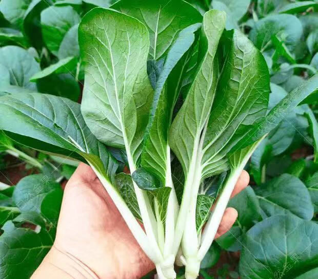 黑叶小白菜种子四季播叶菜油菜青菜籽阳台盆栽春秋季蔬菜种孑黑叶小