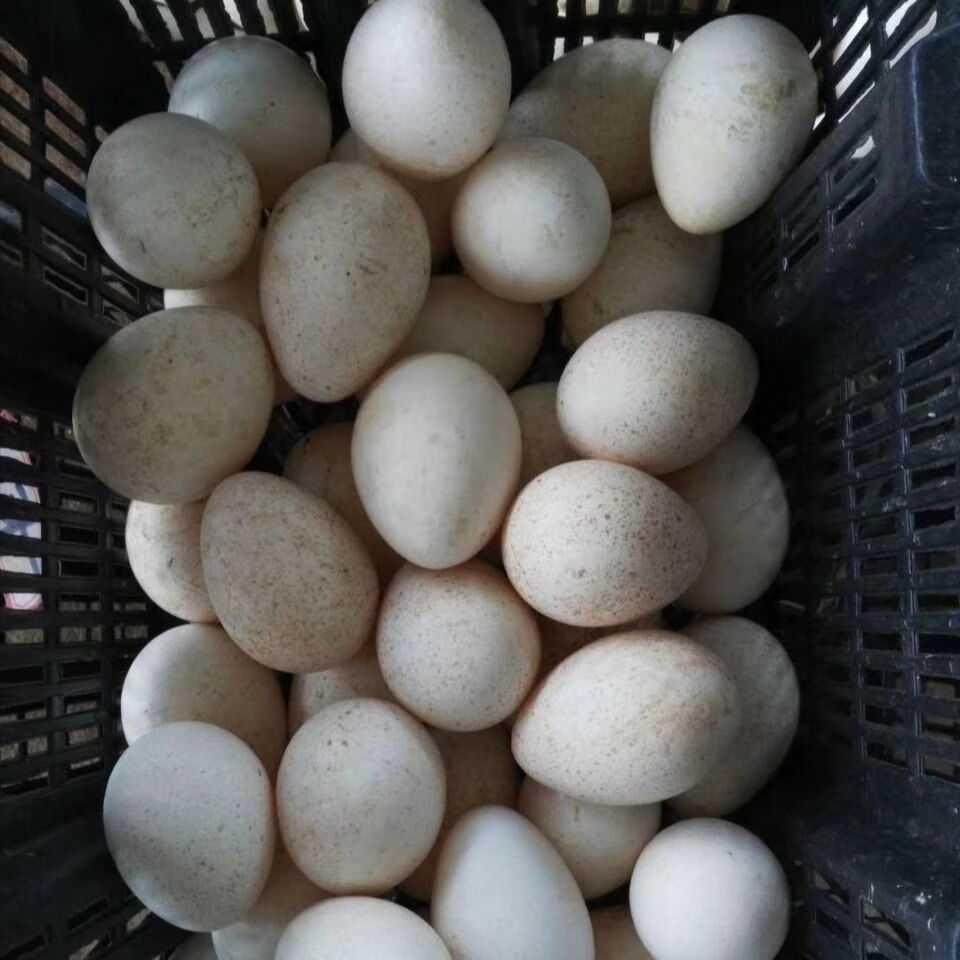 火鸡种蛋受精蛋孵化种蛋青铜贝帝娜火鸡混发蛋20个火鸡种蛋农场直发