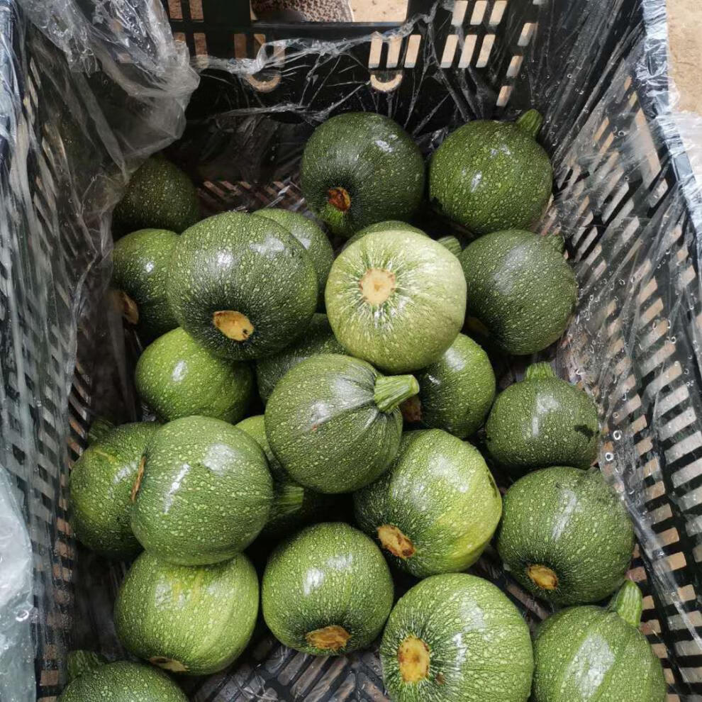 云南农家自种小圆瓜南韩西葫芦萎瓜时令蔬菜茭瓜白瓜产地现摘3斤实惠