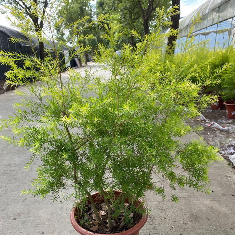 四季常绿金叶树苗耐寒耐旱黄金香柳盆栽千层金彩叶柳树庭院绿化树麦